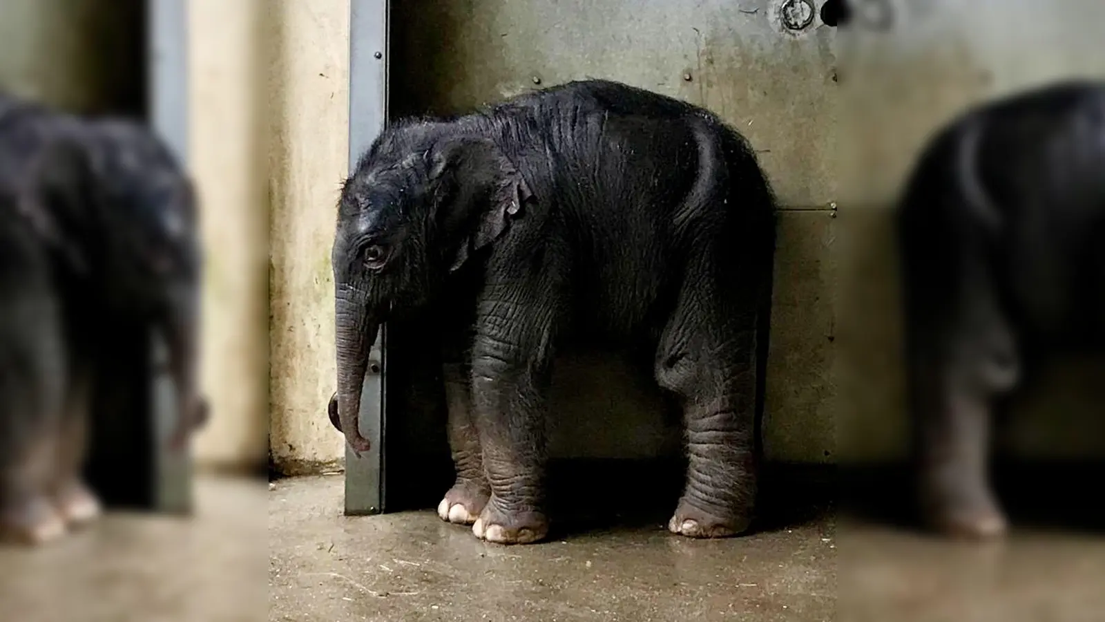 Das neu geborene Elefantenbaby im Zoo Leipzig. (Foto: --/Zoo Leipzig/dpa)