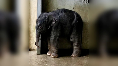 Das neu geborene Elefantenbaby im Zoo Leipzig. (Foto: --/Zoo Leipzig/dpa)