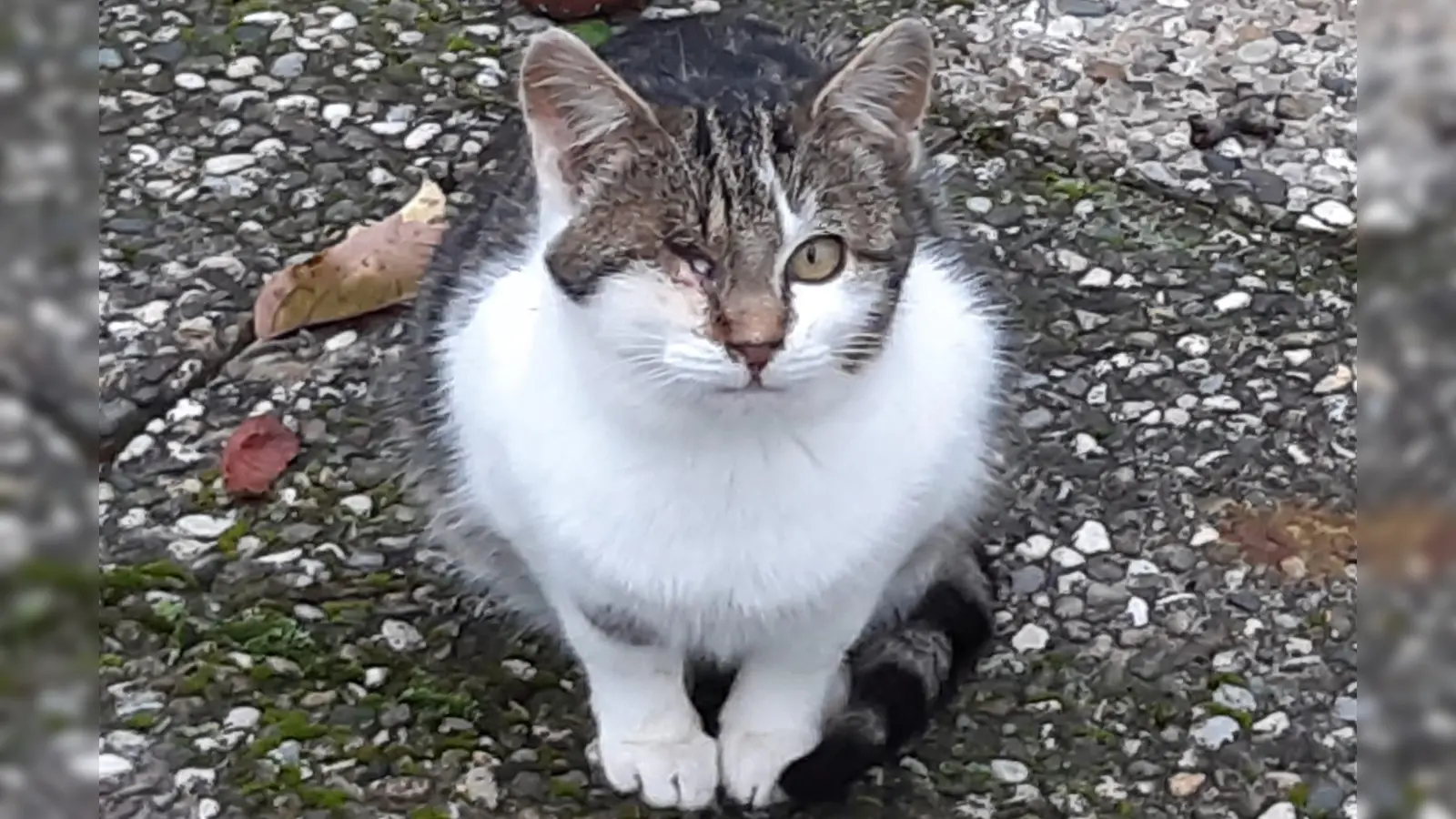 Katzen aus unkontrollierter Vermehrung sind häufig krank und verwahrlost. Ihre Behandlung kostet die Tierschutzeinrichtungen viel Geld und Zeit.  (Foto: Tierschutzverein Feuchtwangen)
