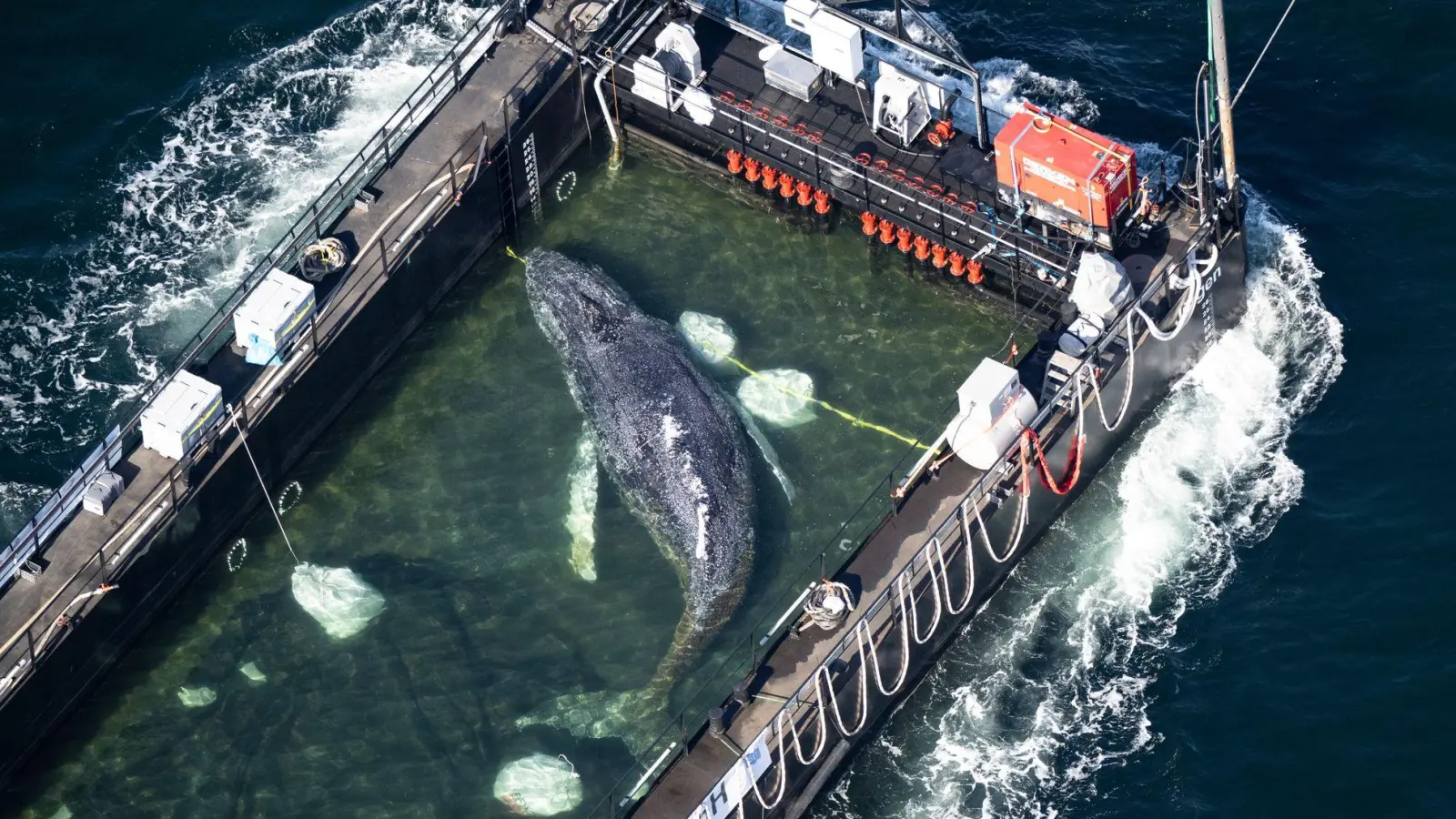 In einer Art stählernem Aquarium wird der Poeler Buckelwal Richtung Nordsee geschleppt. (Foto: Philip Dulian/dpa)
