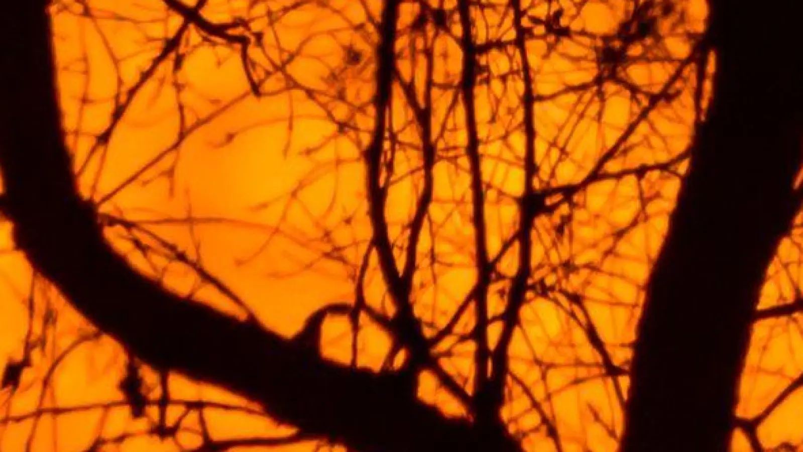 Äste eines Baumes sind vor dem rötlich leuchtenden und abnehmenden Mond am frühen Abend über der Landschaft bei Sieversdorf zu sehen. (Foto: Patrick Pleul/dpa)