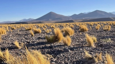 Die Atacama ist eine der trockensten Gegenden der Welt. Was nicht bedeutet, dass es dort keine Pflanzen oder Tiere gäbe, die sich an die widrigen Bedingungen angepasst haben. (Foto: Manuel Meyer/dpa-tmn/dpa)