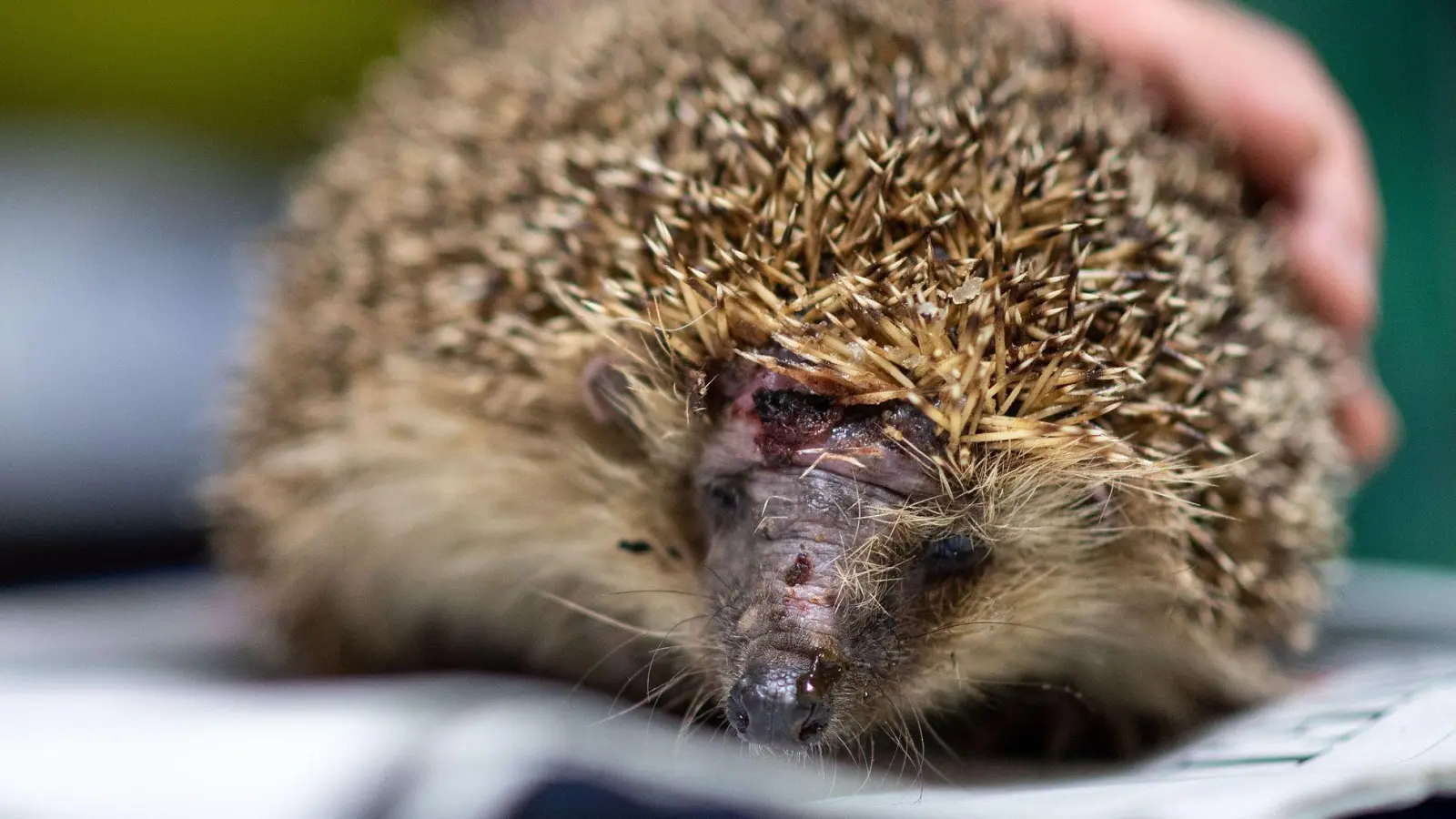 Mähroboter sind wahre Todesfallen für Igel. (Foto-Archiv) (Foto: Marius Becker/dpa)