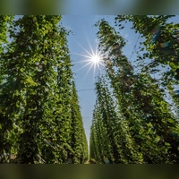 In der Hallertau liegt das größte zusammenhängende Hopfenanbaugebiet der Welt. (Symbolbild) (Foto: Armin Weigel/dpa)