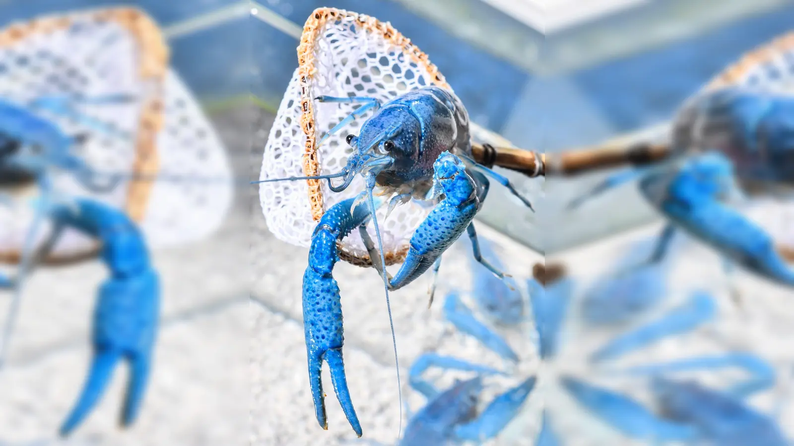 Ein Procambarus alleni oder kurz „Alleni“, wie der blaue Florida-Krebs auch heißt, ist relativ friedlich und recht anspruchslos, daher ist dieser Krebs auch für Anfänger zu empfehlen. (Foto: Kirsten Neumann/dpa-tmn)