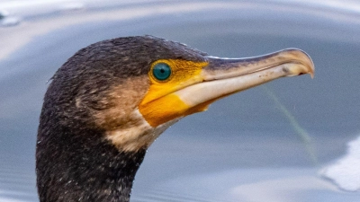 Kormorane sind eigentlich menschenscheu. (Symbolbild) (Foto: Stefan Sauer/dpa)