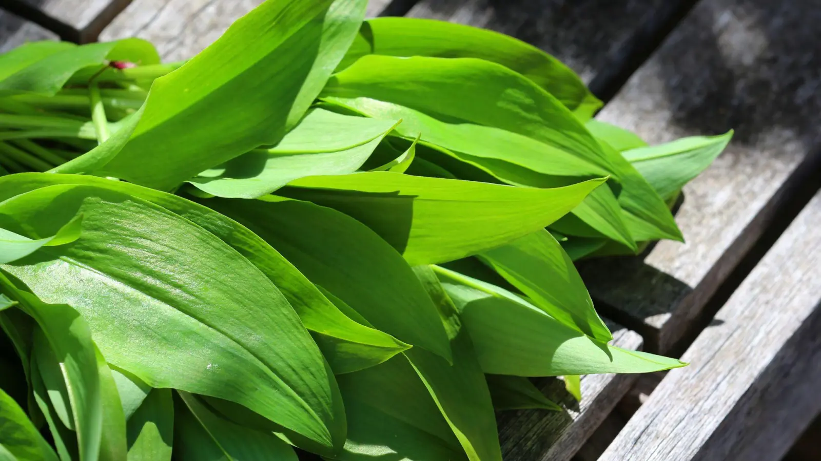 Sicher ist sicher: Wer unsicher ist, sollte auf Bärlauch aus kontrolliertem Anbau zurückgreifen, um das Risiko einer Verwechslung und damit einer Vergiftung zu vermeiden. (Foto: Karl-Josef Hildenbrand/dpa-tmn)