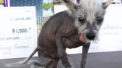 Der Sieger: Scooter, ein siebenjähriger chinesischer Schopfhund. (Foto: Barbara Munker/dpa)