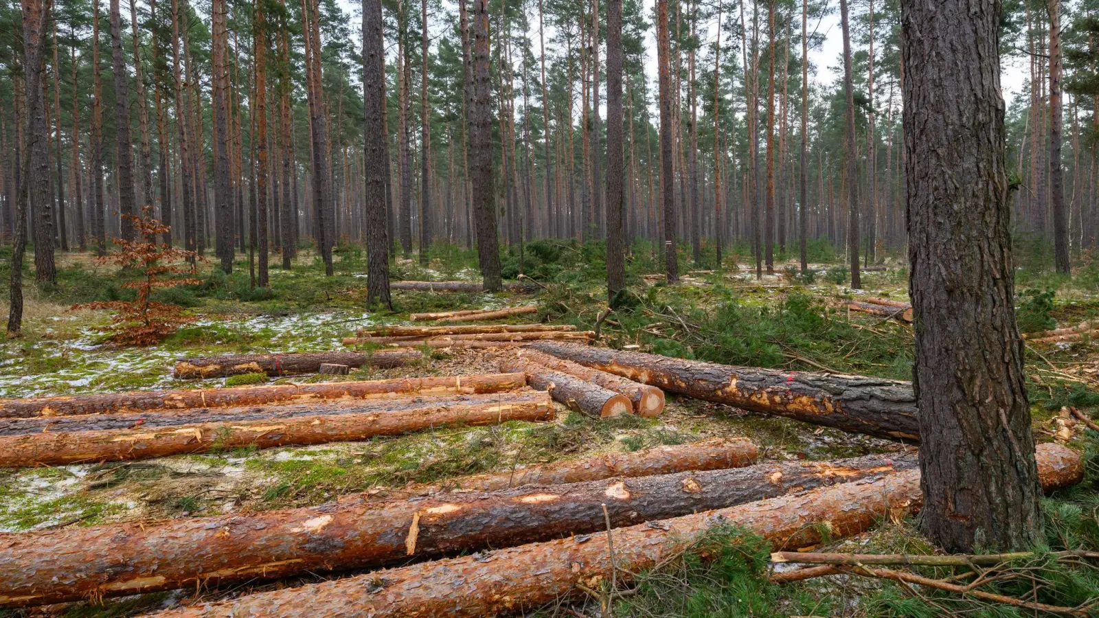 Der Großteil des eingeschlagenen Holzes findet Verwendung in der Säge- und Furnierindustrie, etwa als Paletten- oder Parkettholz. (Archivbild) (Foto: Patrick Pleul/dpa)