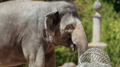 Die Asiatische Elefantenkuh Temi ist wieder trächtig.  (Foto: Jan Saurer/Tierpark Hellabrunn/dpa)