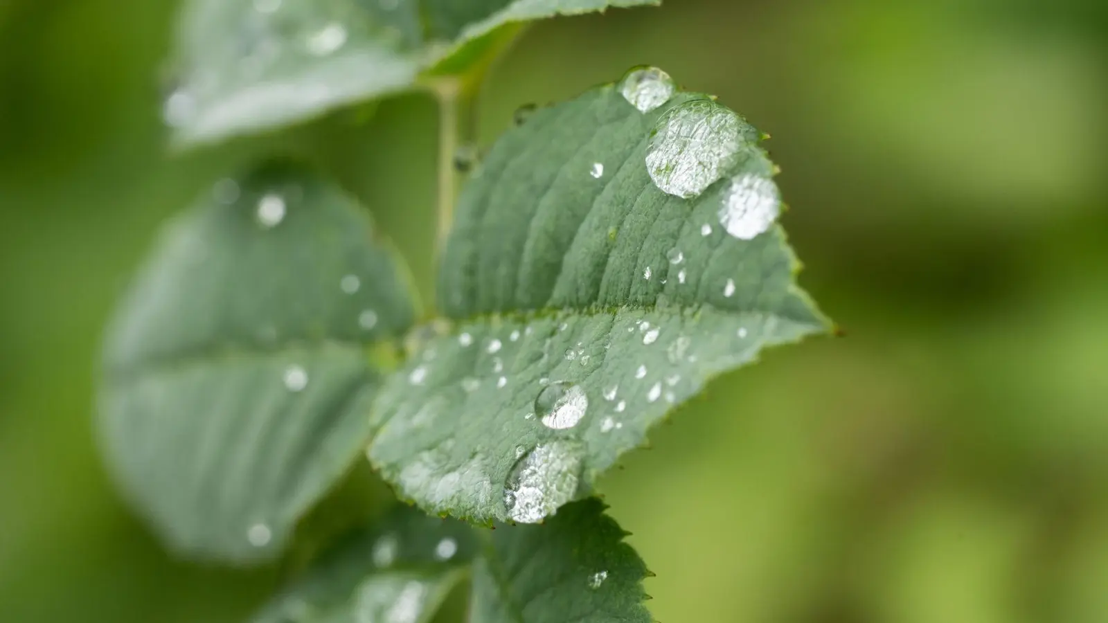 Durch den Regen treiben viele Bäume nun kräftig neue Blätter aus (Archivbild). (Foto: Silas Stein/dpa)