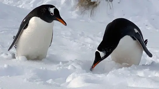 Im Schnee wirken sie fast noch possierlicher als ohnehin schon: Pinguine in der Yorke Bay. (Foto: Benedikt von Imhoff/dpa-tmn)
