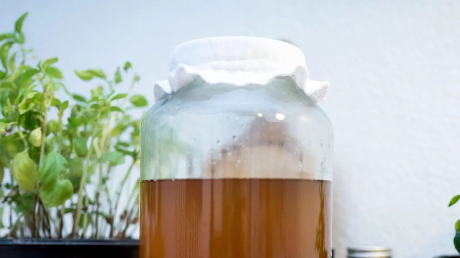 Kombucha besteht aus fermentiertem Tee. Das Getränk soll gesundheitsfördernd sein, doch wissenschaftlich nachgewiesen wurde diese Wirkung bislang nicht. (Foto: Alexander Heinl/dpa-tmn/dpa)