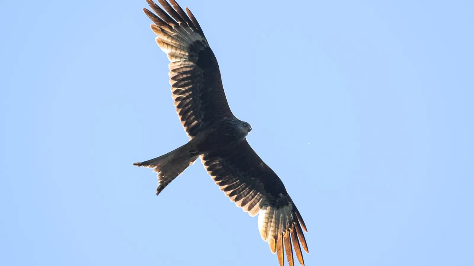 Unter den toten Vögeln waren unter anderem Rot- und Schwarzmilane sowie Mäusebussarde. (Symbolbild) (Foto: Klaus-Dietmar Gabbert/dpa)