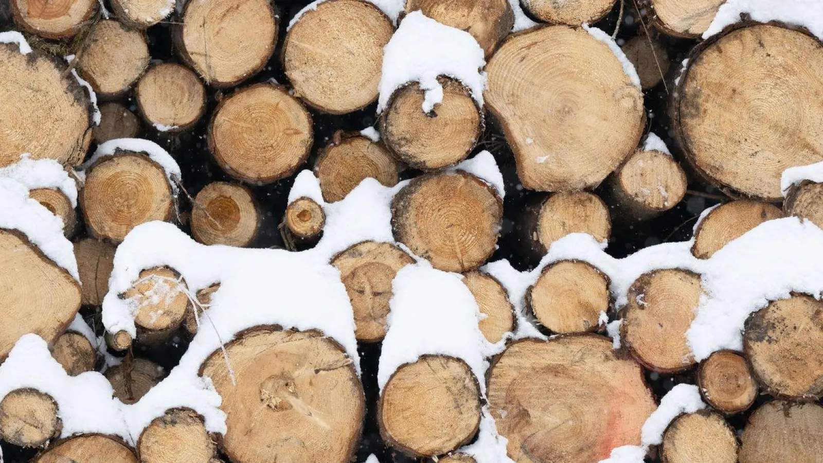 Baumaterial, Ersatz für fossile Produkte und erneuerbare Energiequelle: Holz gewinnt als nachwachsender Rohstoff immer mehr an Bedeutung. (Foto: Sebastian Kahnert/dpa)