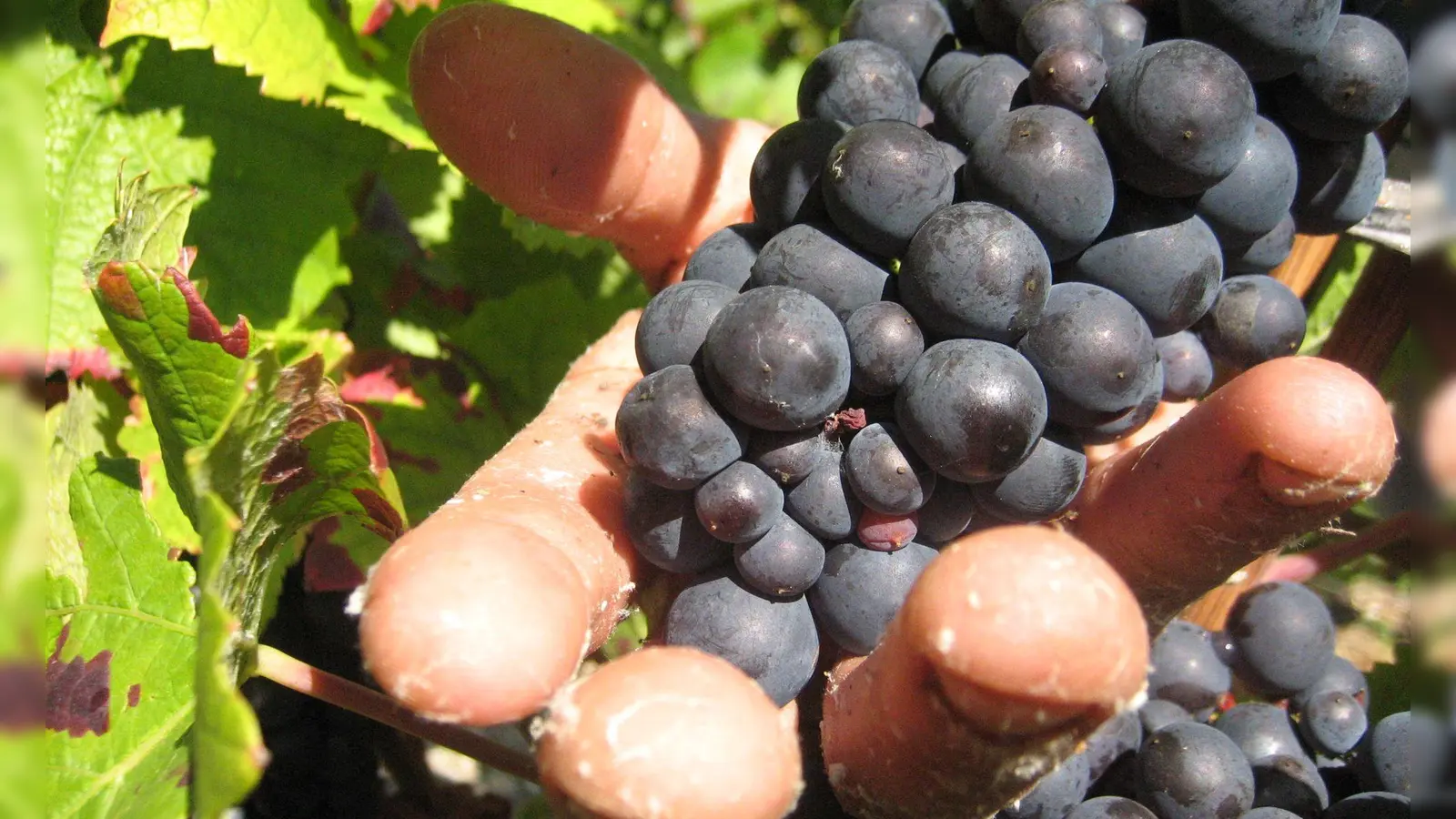 In der Weinbauregion Champagne sind Erntehelfer skrupellos ausgebeutet worden. (Symbolbild) (Foto: Ulrike Koltermann/dpa)