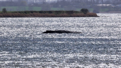 Rund um die Uhr sind Einsatzkräfte an der Küste, um den Wal zu beobachten. (Foto: Marcus Golejewski/dpa)