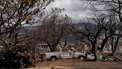 Verkohlte Bäume und ausgebrannte Autos in der Malo Street in Lahaina auf Maui: Knapp sieben Wochen nach den verheerenden Bränden auf der Hawaii-Insel durften Anwohner erstmals wieder Teile des Küstenortes betreten. (Foto: Mengshin Lin/AP/dpa)