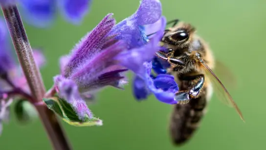 Eine Biene sucht auf der Blüte von einer Katzenminze nach Pollen: Deutschland hat etwa eine Million Bienenvölker. (Foto: Sven Hoppe/dpa)