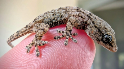 Diesen Gecko fand eine Frau aus Polen in einer Packung Rucola-Salat aus dem Supermarkt. (Foto: -/Bartłomiej Gorzkowski/Epicrates/dpa)