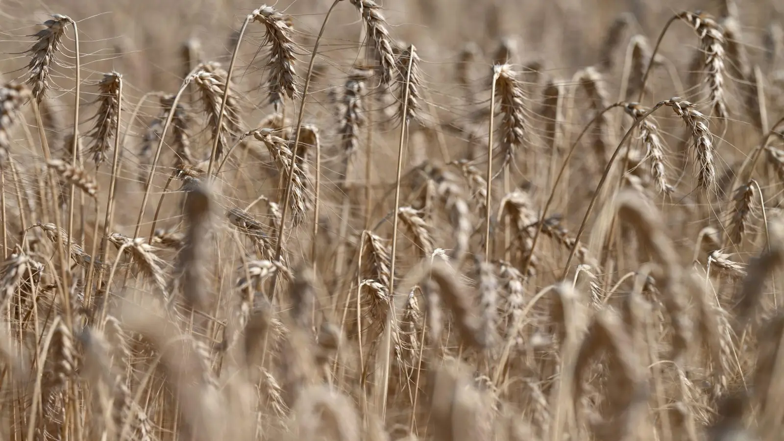Getreide reift auf einem Feld. (Foto: Arne Dedert/dpa/Symbolbild)