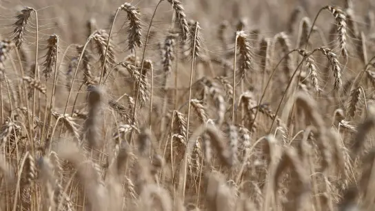 Getreide reift auf einem Feld. (Foto: Arne Dedert/dpa/Symbolbild)