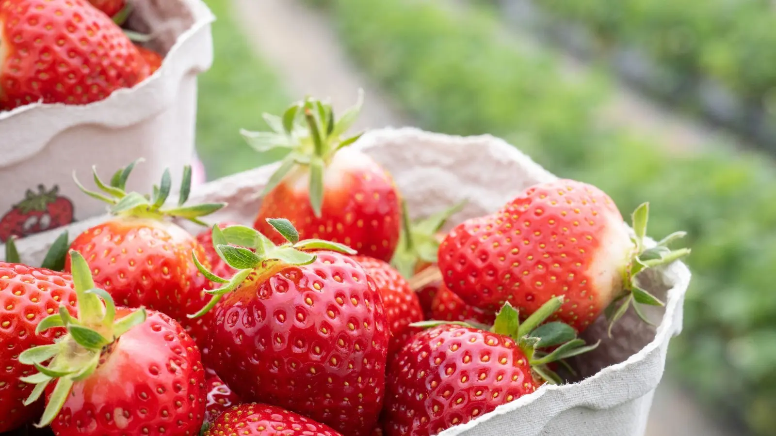Erdbeeren sollten vor dem Verzehr gut gewaschen werden. (Foto: Sebastian Gollnow/dpa/Archivbild)
