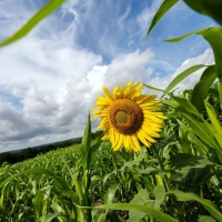 Das Wetter in Bayern bleibt eher durchwachsen. (Illustration) (Foto: Pia Bayer/dpa)