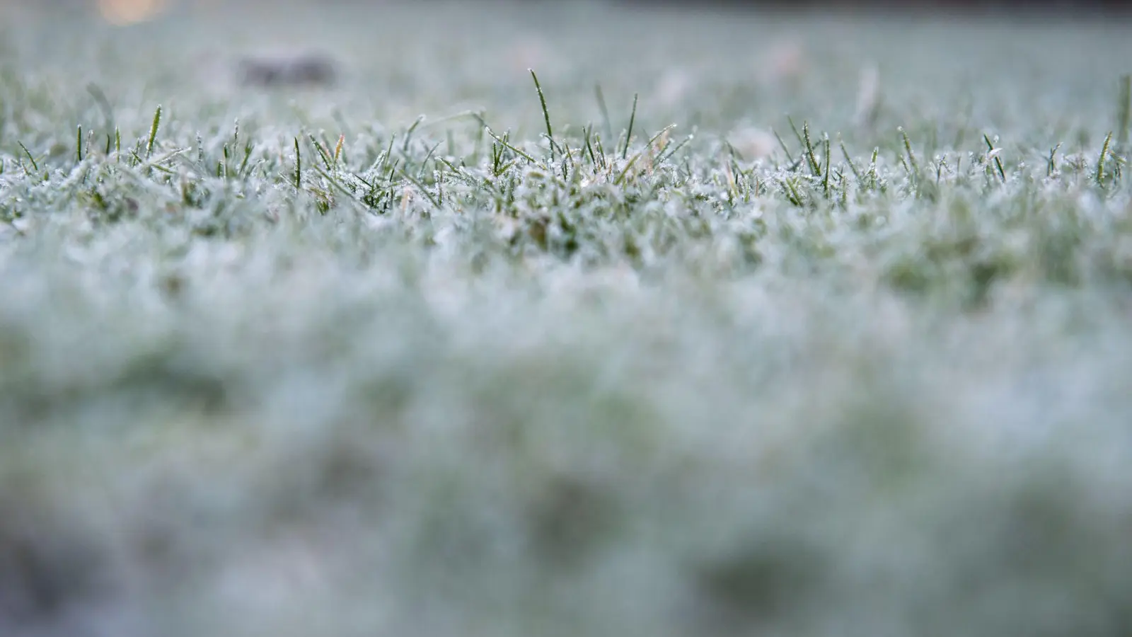 Mit der richtigen Vorbereitung kommt der Rasen gut durch den Winter: Mähen bis die Temperaturen unter 10 Grad fallen, Laub entfernen und im Oktober noch einmal mit speziellem Herbstdünger versorgen. (Foto: Zacharie Scheurer/dpa-tmn)