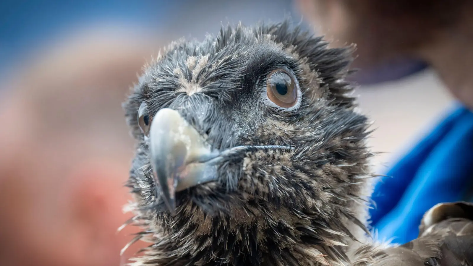 Das 88 Tage alte Bartgeierweibchen Luisa wird vor ihrer Auswilderung im Nationalpark Berchtesgaden gezeigt. (Foto: Peter Kneffel/dpa)