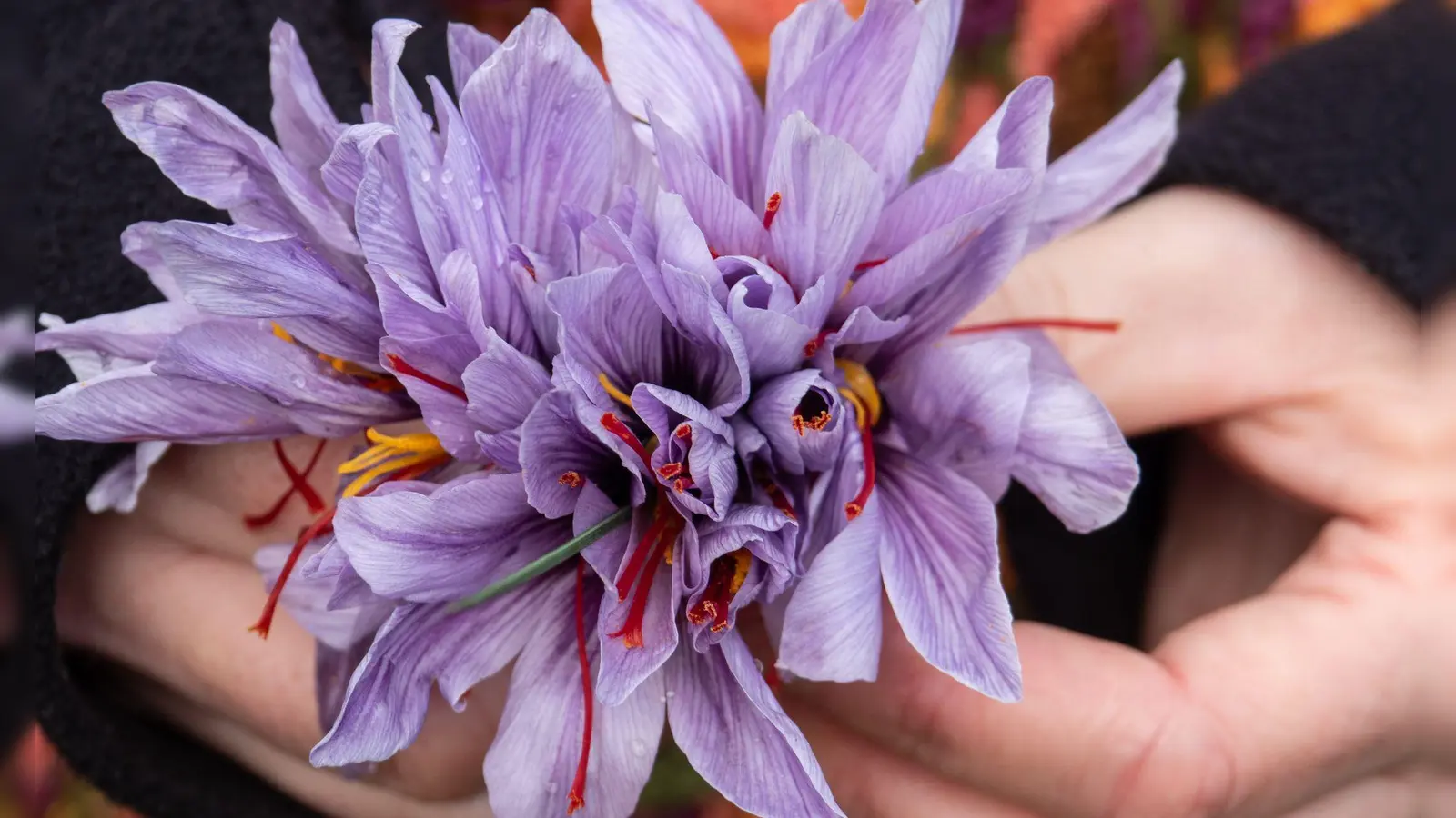 Erntezeit im Altenburger Land: Jeder Safranblüte wird einzeln per Hand gepflückt.  (Foto: Andreas Drouve/dpa-tmn)