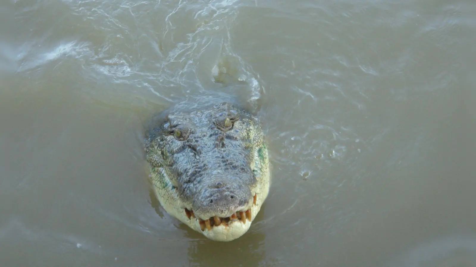 Im tropischen Norden von Australien wimmelt es von Salzwasserkrokodilen. (Archivbild) (Foto: Carola Frentzen/dpa)