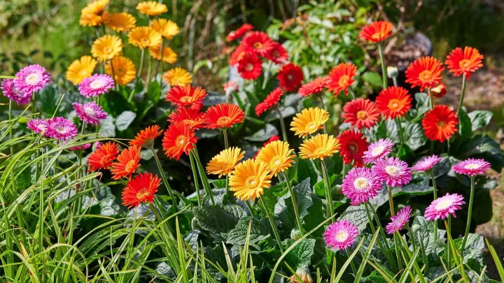 Erhältlich unter dem Aktionsnamen „Sunny Sisters“: Diese Garten-Gerbera hat der Bayerische Gärtnerei-Verband zu seiner „Pflanze des Jahres 2022“ gewählt. (Foto: GMH/dpa-tmn)