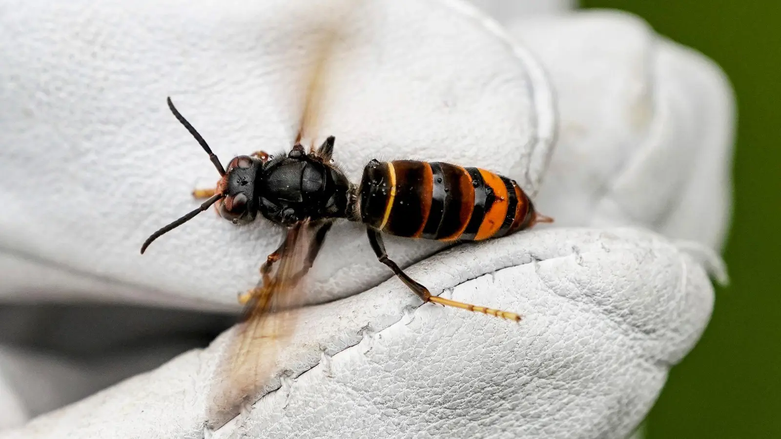 Die Asiatische Hornisse macht Imkern und der Staatsregierung zunehmend Sorgen. (Symbolbild)  (Foto: Axel Heimken/dpa)