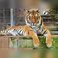 Das Raubtierasyl im Ansbacher Ortsteil Wallersdorf bietet exotischen Tieren, die aus illegaler oder schlechter Haltung stammen, ein sicheres zu Hause. (Archivbild: Jim Albright)