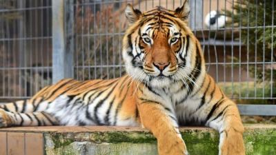 Das Raubtierasyl im Ansbacher Ortsteil Wallersdorf bietet exotischen Tieren, die aus illegaler oder schlechter Haltung stammen, ein sicheres zu Hause. (Archivbild: Jim Albright)