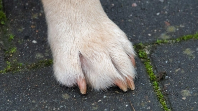 Der Hund starb nach dem Unfall noch während der tierärztlichen Versorgung. (Symbolbild) (Foto: Demy Becker/dpa)