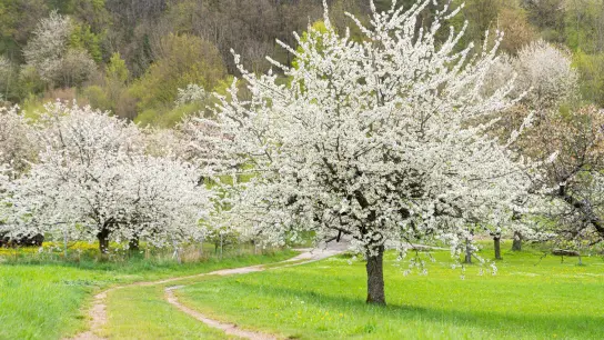 Blühende Kirschbäume prägen die Landschaften in der Fränkischen Schweiz. (Foto: Nicolas Armer/dpa/Archivbild)