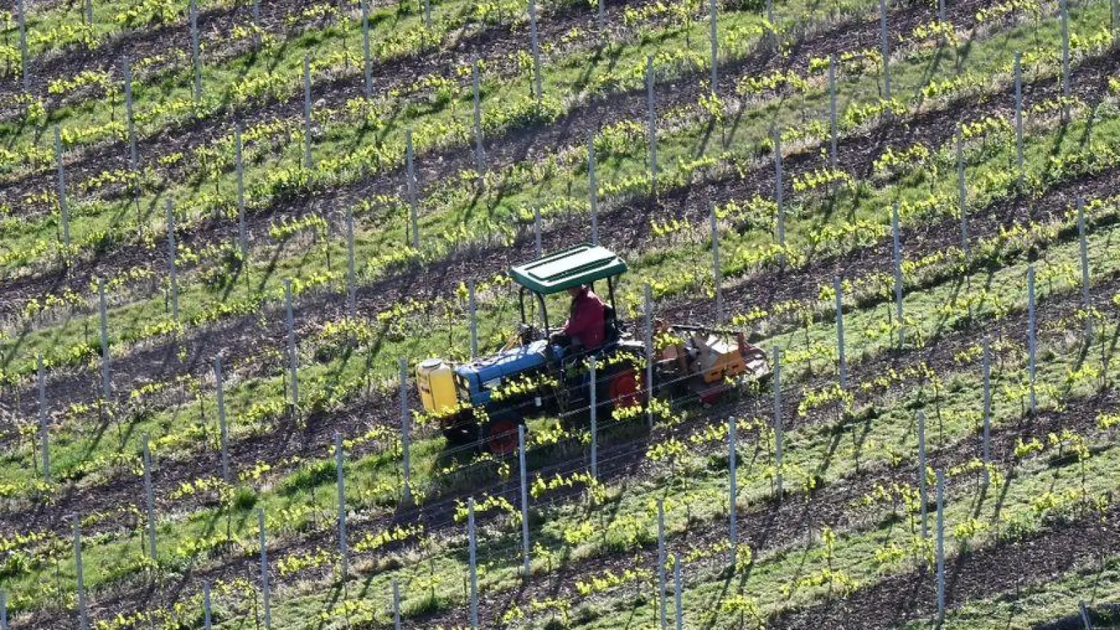 Ein Winzer bearbeitet in einem Weinberg in Stuttgart mit einem Traktor den Boden. Nach Frostnächten fürchten Winzer und Obstbauern Ernteausfälle. (Foto: Bernd Weißbrod/dpa)