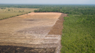 Das Luftbild zeigt eine verbrannte und abgeholzte Fläche im brasilianischen Amazonas-Gebiet. (Foto: Fernando Souza/Zuma Press/dpa)