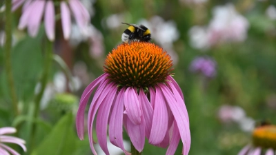 Blüten und Pollen sind eine wichtige Nahrungsquelle für Bienen und andere bestäubende Insekten. Hummeln kommen mit ihrem längeren Rüssel auch an Pollen heran, den die Bienen nicht erreichen. (Foto: Silvia Schäfer)