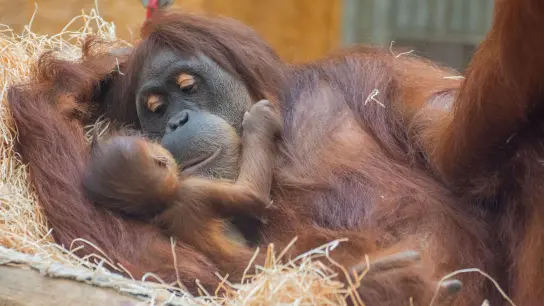 Orang-Utan-Weibchen Suma hält im Dortmunder Zoo ihren Nachwuchs im Arm. (Foto: Marcel Stawinoga/Stadt Dortmund/dpa)