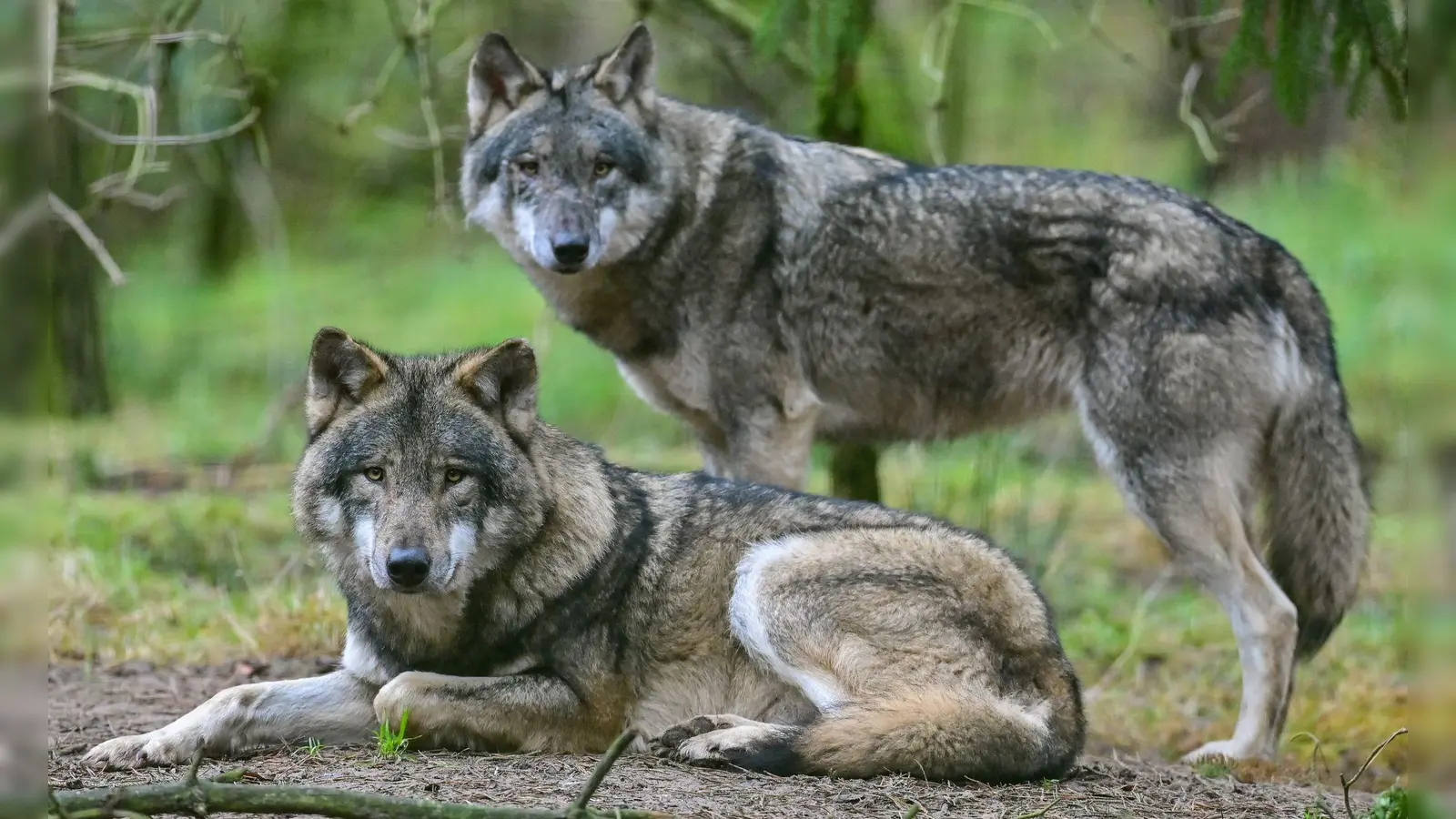 Wölfe - anfangs freuten sich viele Menschen in Deutschland über die Rückkehr der Tiere - inzwischen sind sie zu einem Politikum geworden. Mit der wachsenden Zahl von Wölfen ist auch eine wachsende Zahl an illegalen Tötungen zu verzeichnen. (Illustration)  (Foto: Patrick Pleul/dpa)