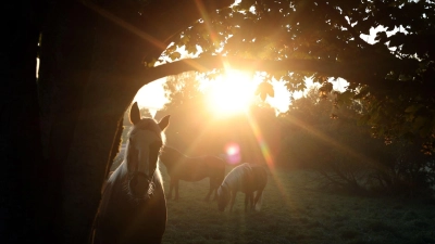 Pferde stehen im Morgennebel auf einer Koppel. (Foto: Karl-Josef Hildenbrand/dpa)