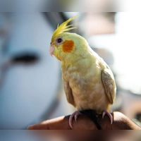 Der zutrauliche Vogel ließ sich von den Festzeltgästen mit Nüssen versorgen. (Symbolbild) (Foto: Pavel D. Vitko/Sea-Eye/dpa)