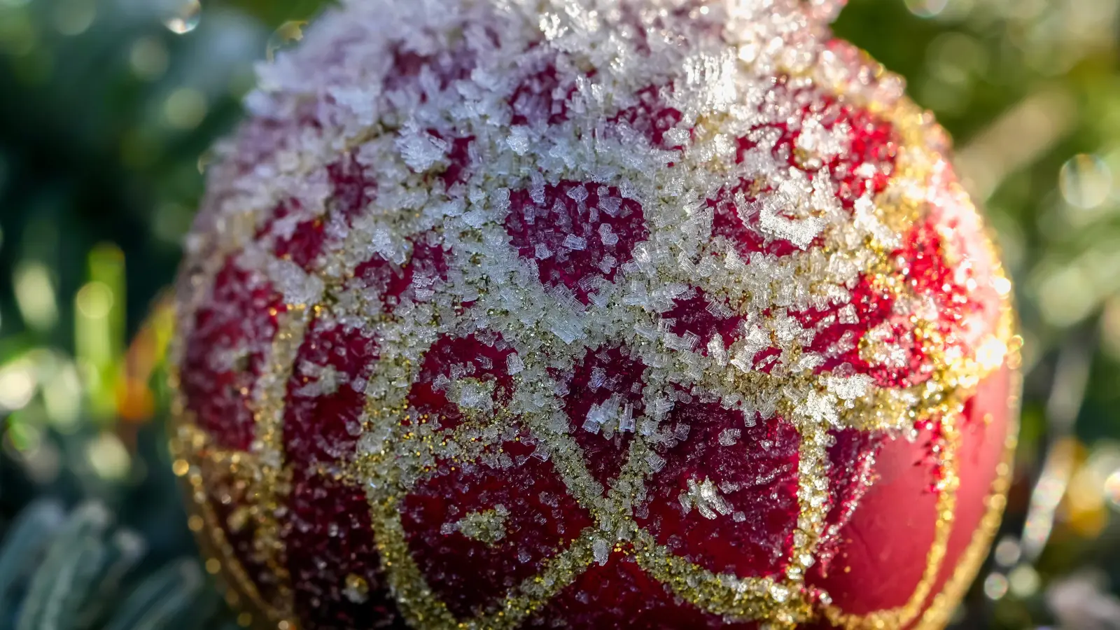 Tannenbaum im Advent. (Foto: Pixabay)
