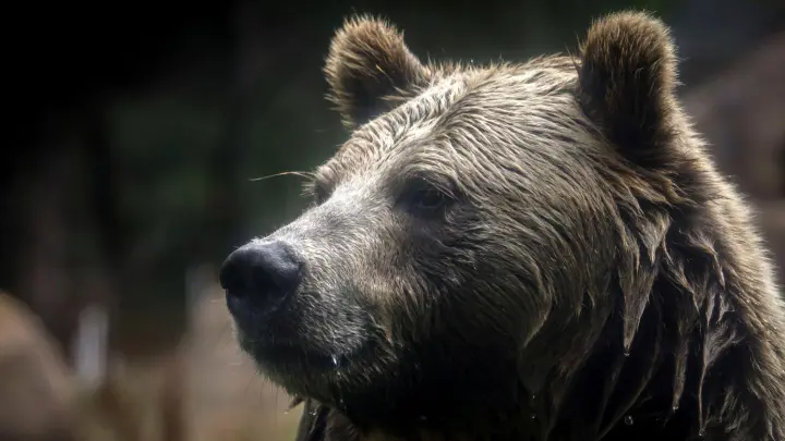 Grizzlybären könnten ihren Status als gefährdete Art verlieren - was ein Risiko birgt. (Foto: Brontë Wittpenn/San Francisco Chronicle via AP/dpa)