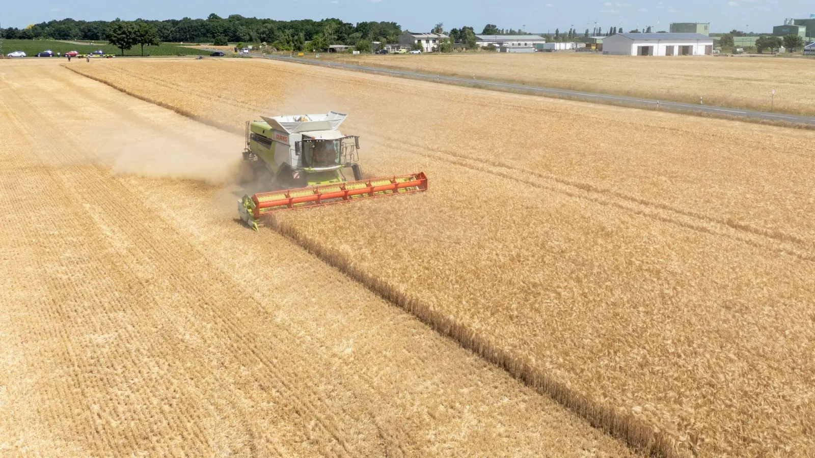 Die Landwirte hoffen nach einem trockenen Frühjahr auf eine durchschnittliche Ernte. (Archivbild) (Foto: Sebastian Kahnert/dpa)