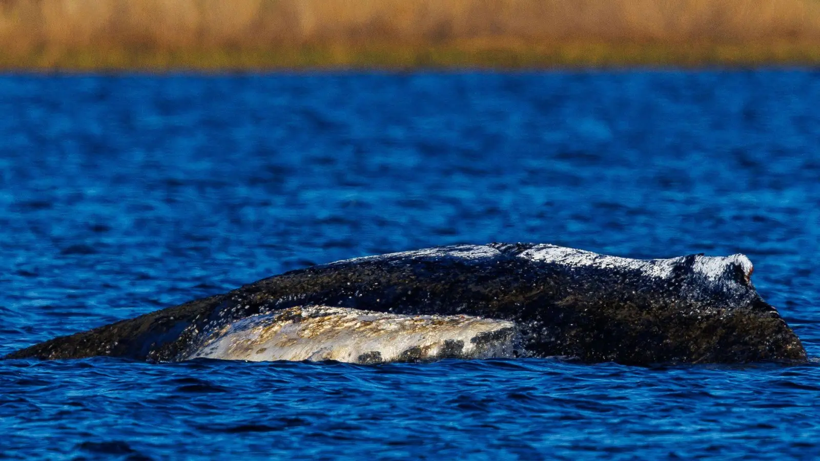Die Wasserstände in der Wismarer Bucht sinken heute wieder. (Foto: Jens Büttner/dpa)