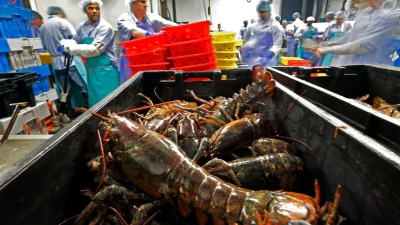 Hummer und gefrorene Hummererzeugnisse mit Ursprung in den Vereinigten Staaten dürfen künftig zollfrei in die EU importiert werden. (Archivbild) (Foto: Robert F. Bukaty/AP/dpa)